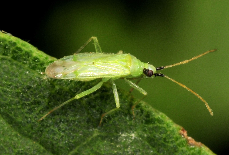 Miridae:Macrolophus glaucescens